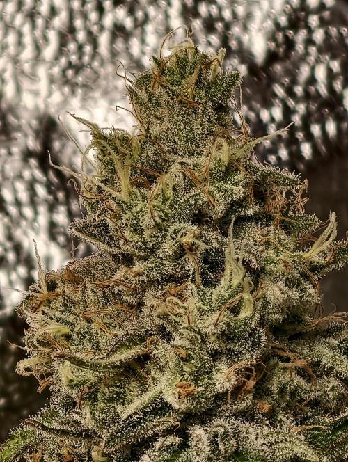 F028 Dutch Passion test strain. Week 11