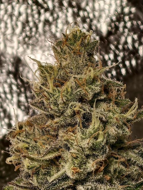 F028 Dutch Passion test strain. Week 11