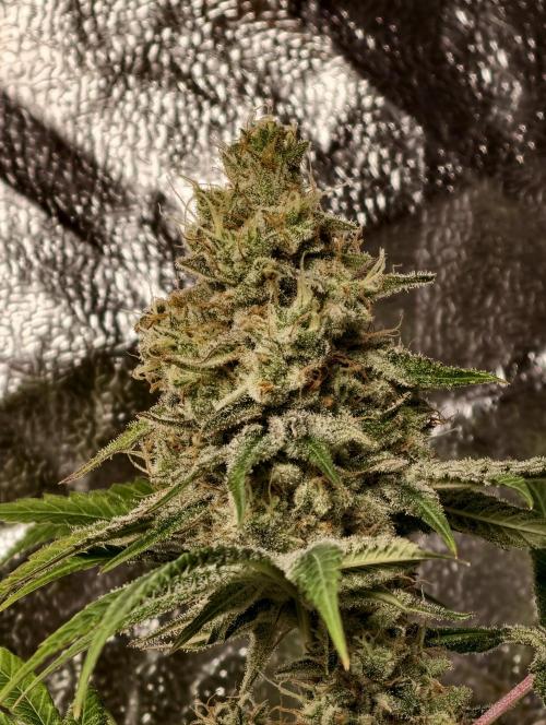 F028 Dutch Passion test strain. Week 11