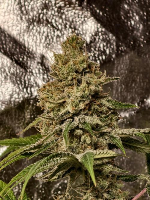 F028 Dutch Passion test strain. Week 11