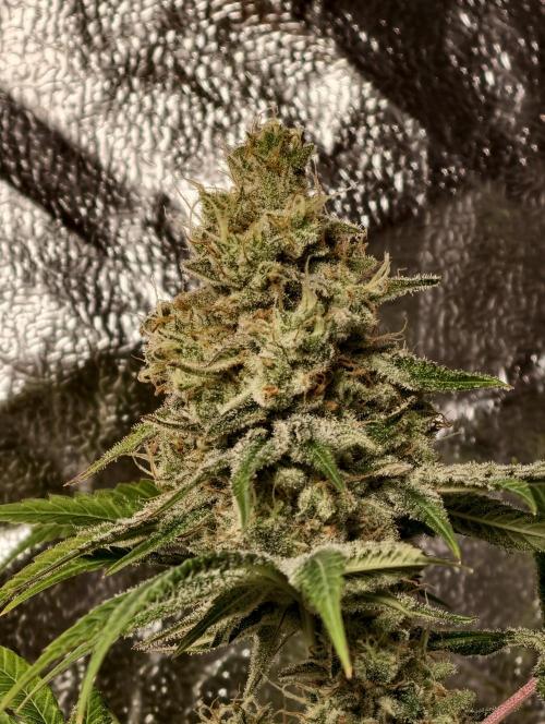 F028 Dutch Passion test strain. Week 11