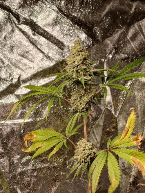 F028 Dutch Passion test strain. Week 11