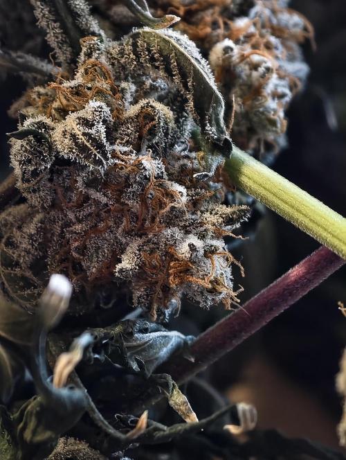 F008 Dutch Passion test strain. Week 13