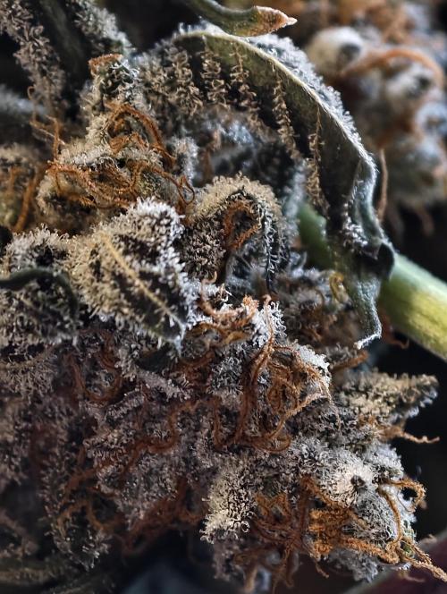 F008 Dutch Passion test strain. Week 13
