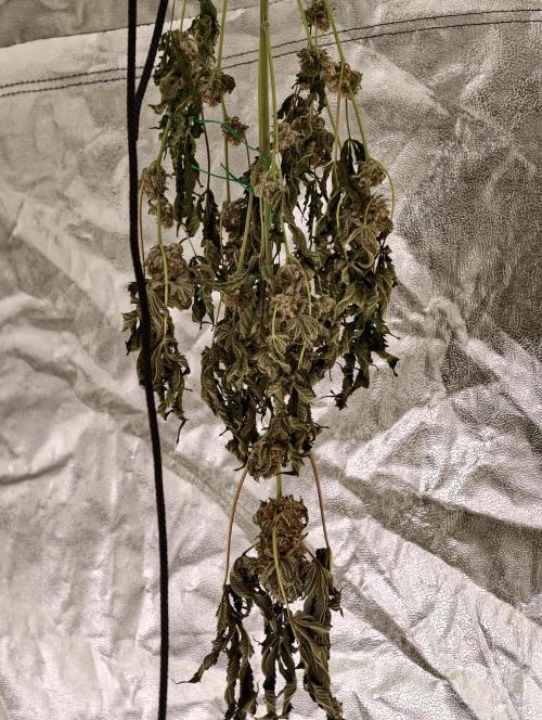 F008 Dutch Passion test strain. Week 13