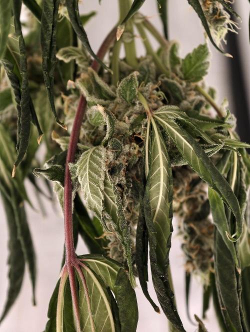 F001 Dutch Passion test strain. Week 13