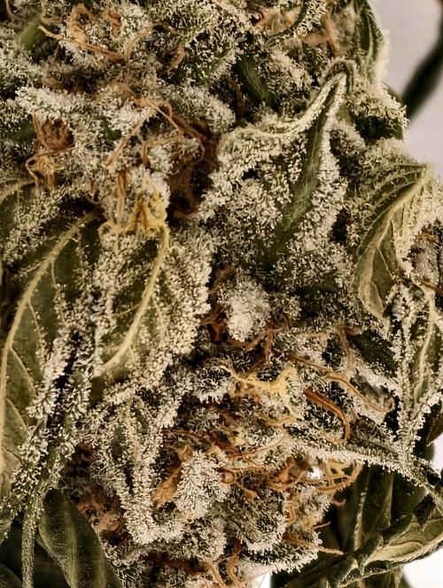 F001 Dutch Passion test strain. Week 13