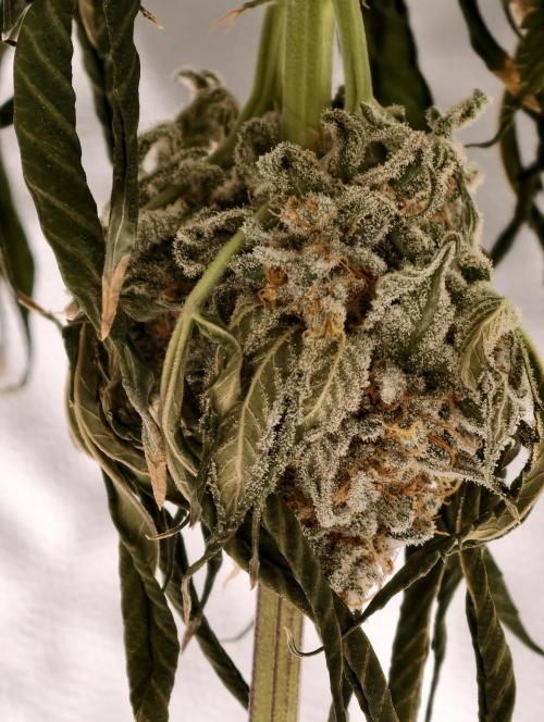 F001 Dutch Passion test strain. Week 13