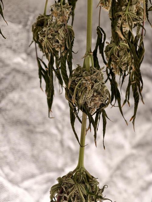 F001 Dutch Passion test strain. Week 13