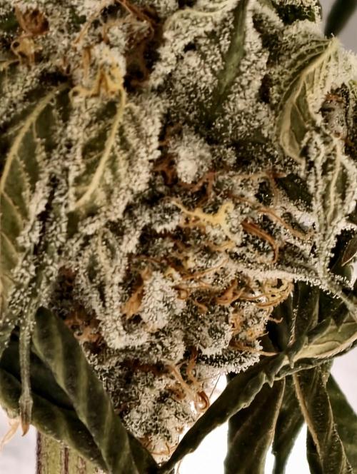 F001 Dutch Passion test strain. Week 13