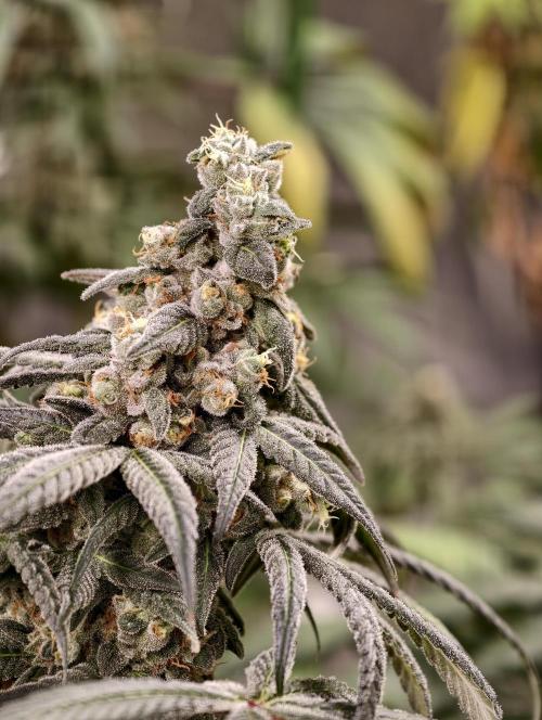 F002 Dutch Passion test strain. Week 13