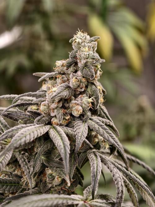 F002 Dutch Passion test strain. Week 13