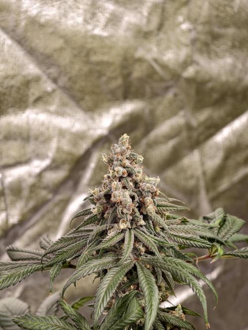 F002 Dutch Passion test strain. Week 13