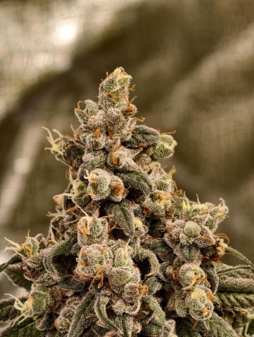 F002 Dutch Passion test strain. Week 13