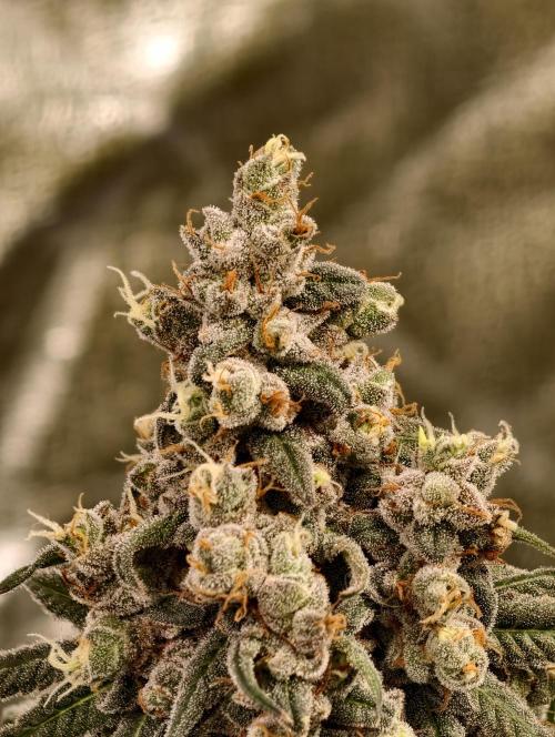 F002 Dutch Passion test strain. Week 13