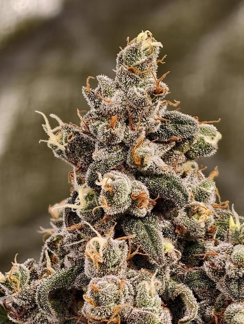 F002 Dutch Passion test strain. Week 13
