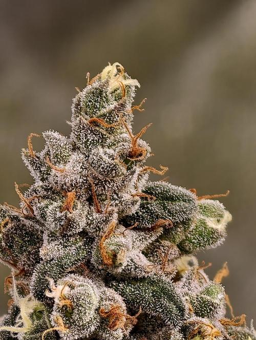 F002 Dutch Passion test strain. Week 13