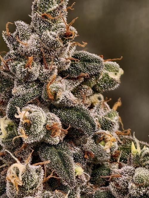 F002 Dutch Passion test strain. Week 13