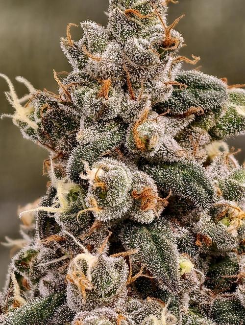 F002 Dutch Passion test strain. Week 13