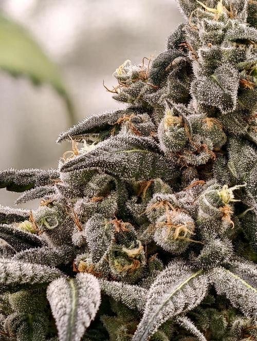 F002 Dutch Passion test strain. Week 13
