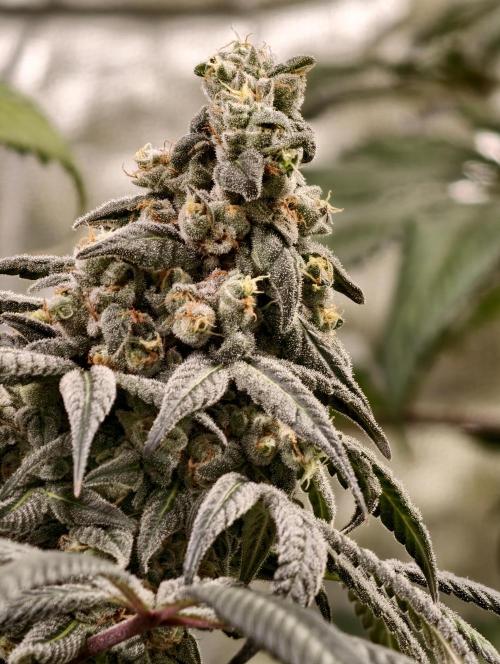 F002 Dutch Passion test strain. Week 13