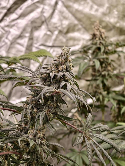 F002 Dutch Passion test strain. Week 13