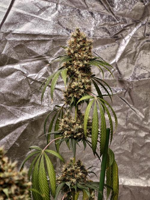 Orange Biscuit. Week 12