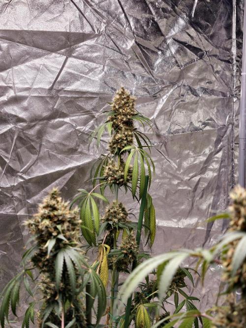 Orange Biscuit. Week 12