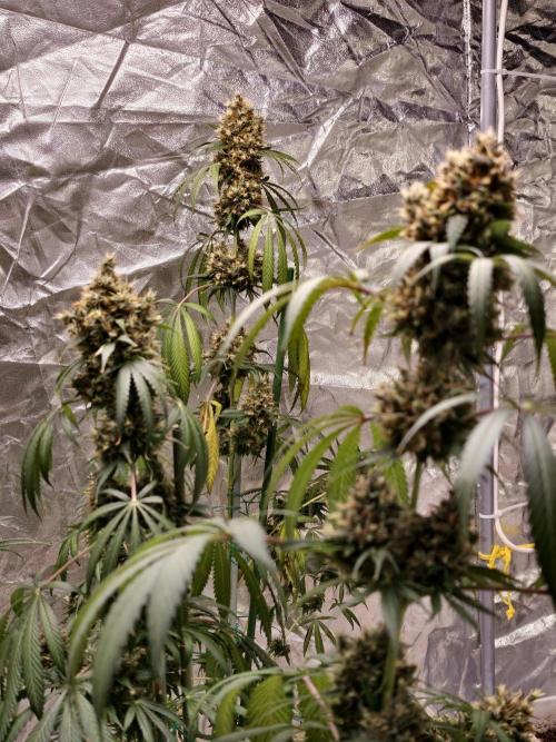 Orange Biscuit. Week 12