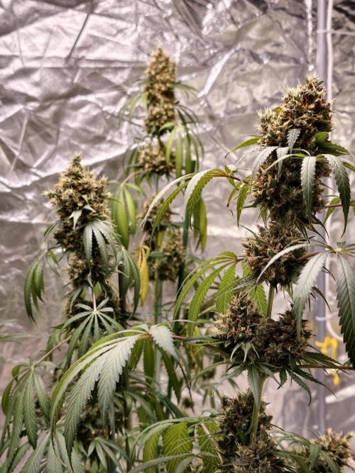 Orange Biscuit. Week 12