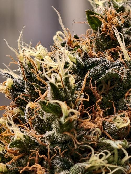 Orange Biscuit. Week 12