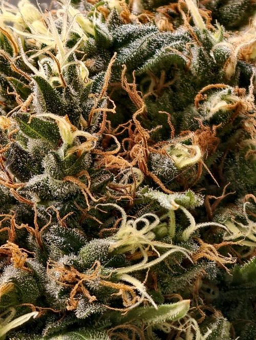 Orange Biscuit. Week 12