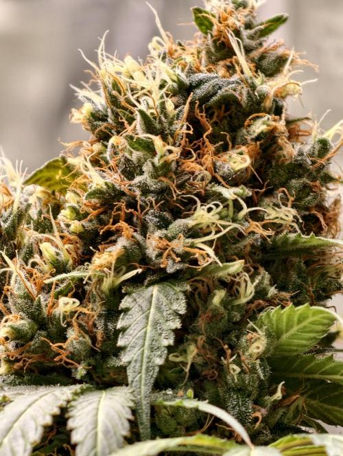Orange Biscuit. Week 12