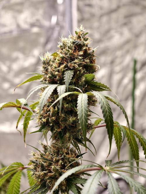 Orange Biscuit. Week 12