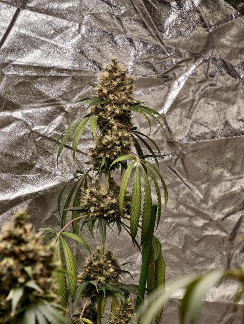 Orange Biscuit. Week 12