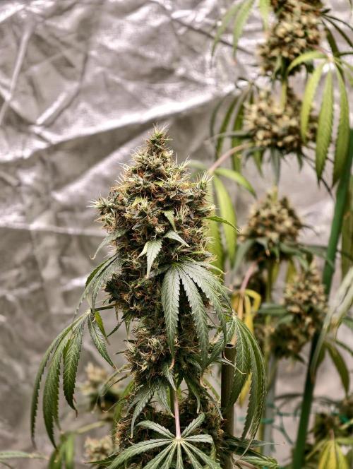 Orange Biscuit. Week 12
