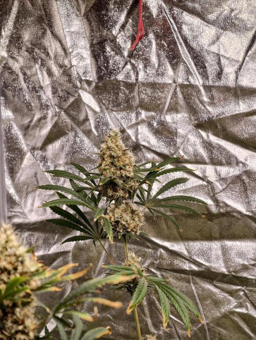 Poison cookies. Week 12