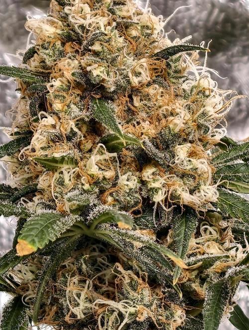 Poison cookies. Week 12