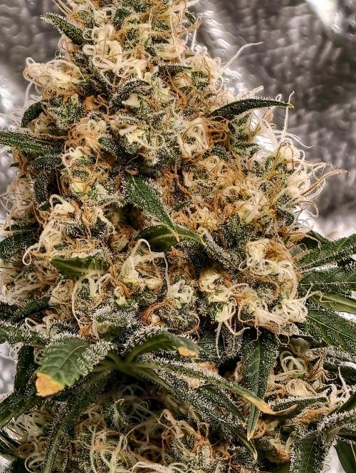Poison cookies. Week 12