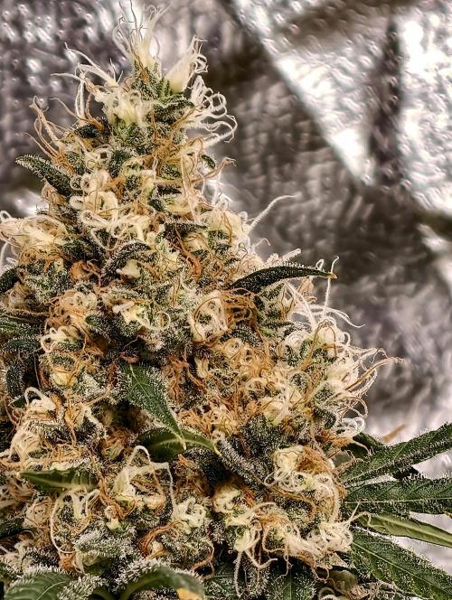 Poison cookies. Week 12