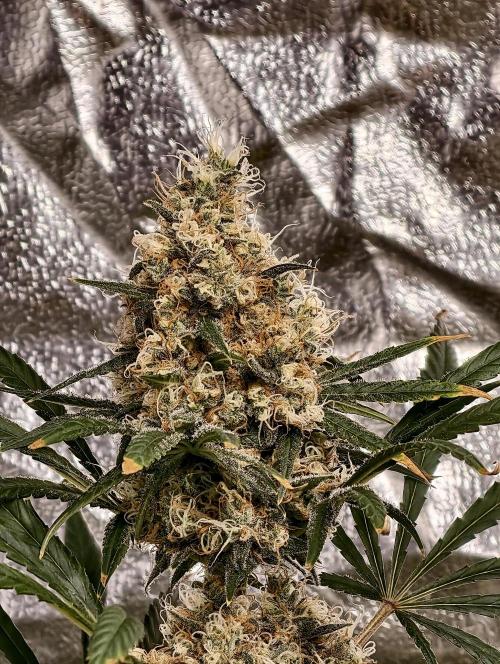 Poison cookies. Week 12