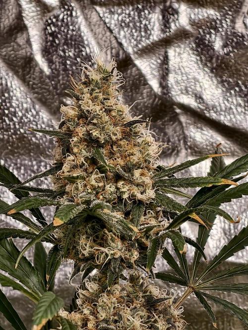 Poison cookies. Week 12