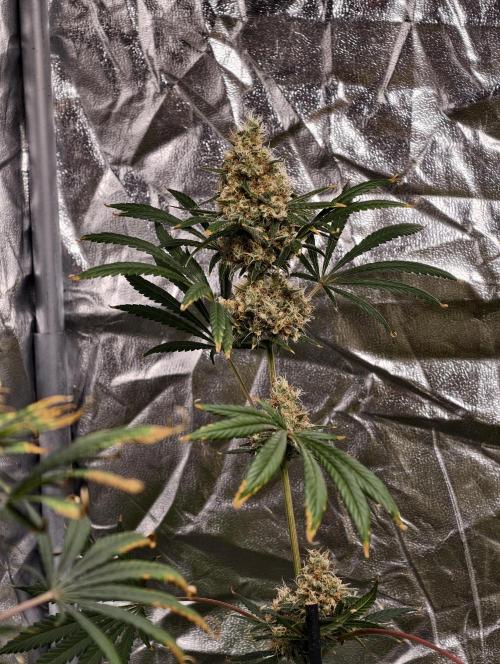 Poison cookies. Week 12