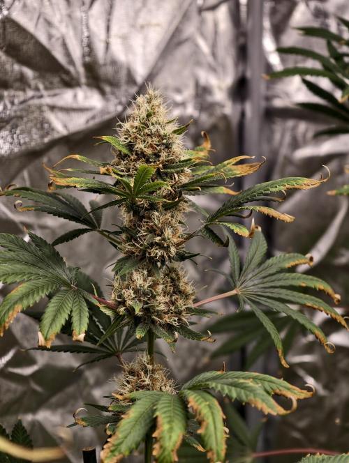 Poison cookies. Week 12