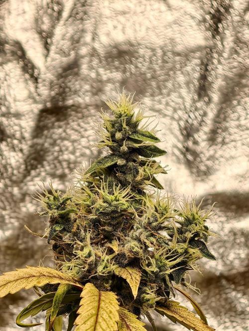 F025 Dutch Passion test strain. Week 12