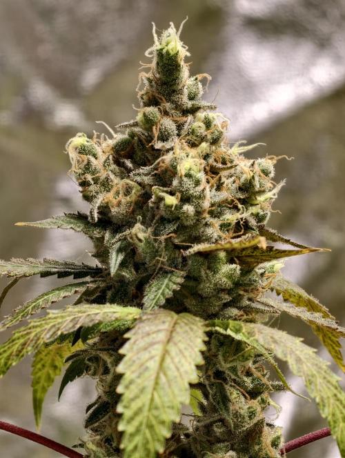 F025 Dutch Passion test strain. Week 12
