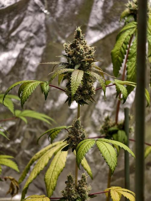 F025 Dutch Passion test strain. Week 12