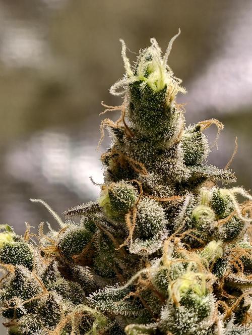 F025 Dutch Passion test strain. Week 12