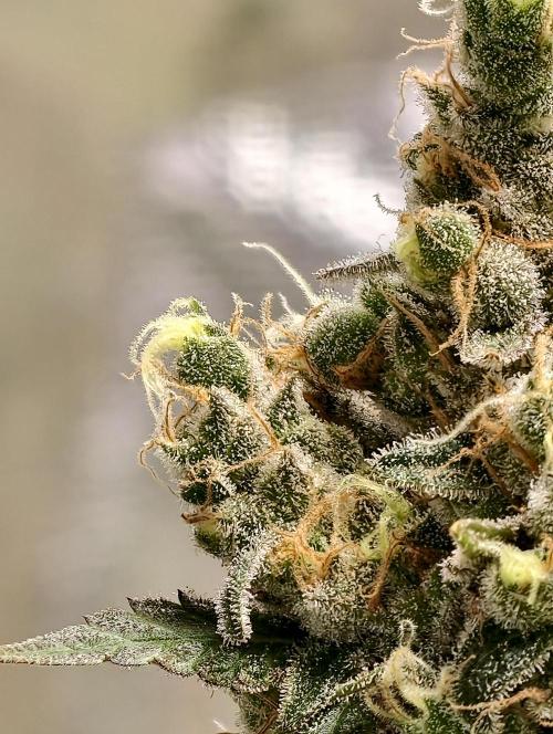 F025 Dutch Passion test strain. Week 12