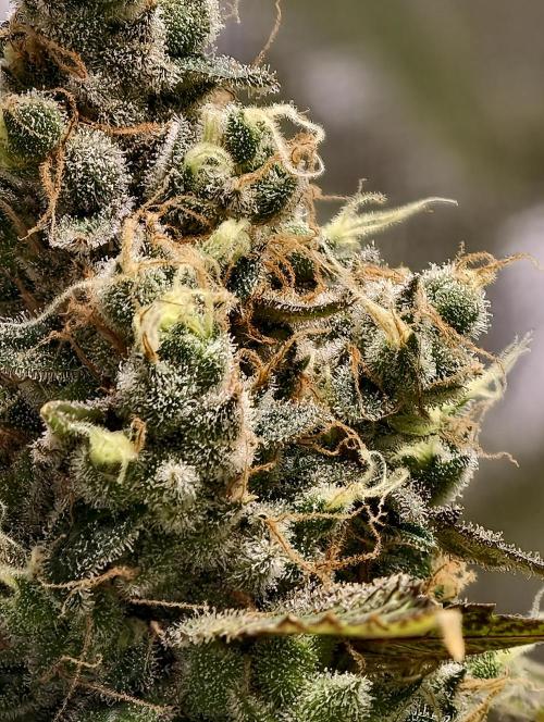 F025 Dutch Passion test strain. Week 12